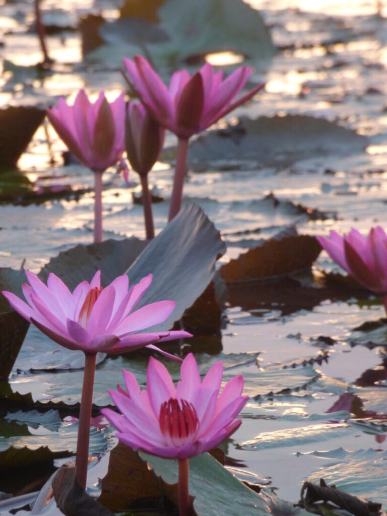 ノーンハーン湖の赤い蓮の花のアップ写真