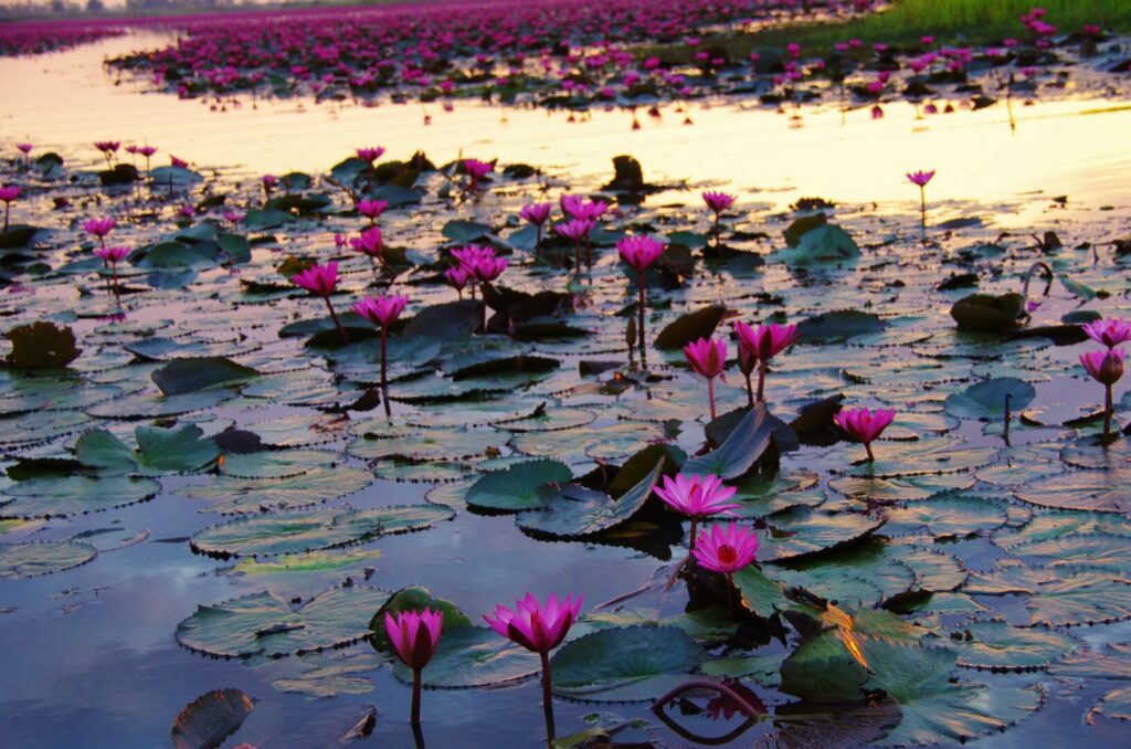 ウドンターニー郊外にあるノーンハン湖に咲いている赤い蓮の花
