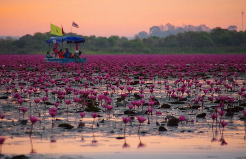 ウドンターニー郊外のノーンハン湖で赤い蓮が一面に咲いている朝焼けの中を進むボートの写真