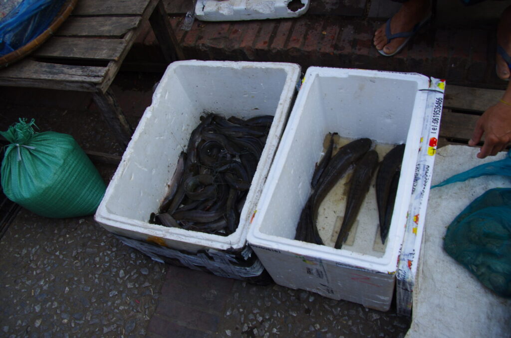 ルアンパバーンの朝市で、メコン川で捕ったと思われるナマズや小魚を売る屋台を撮った写真