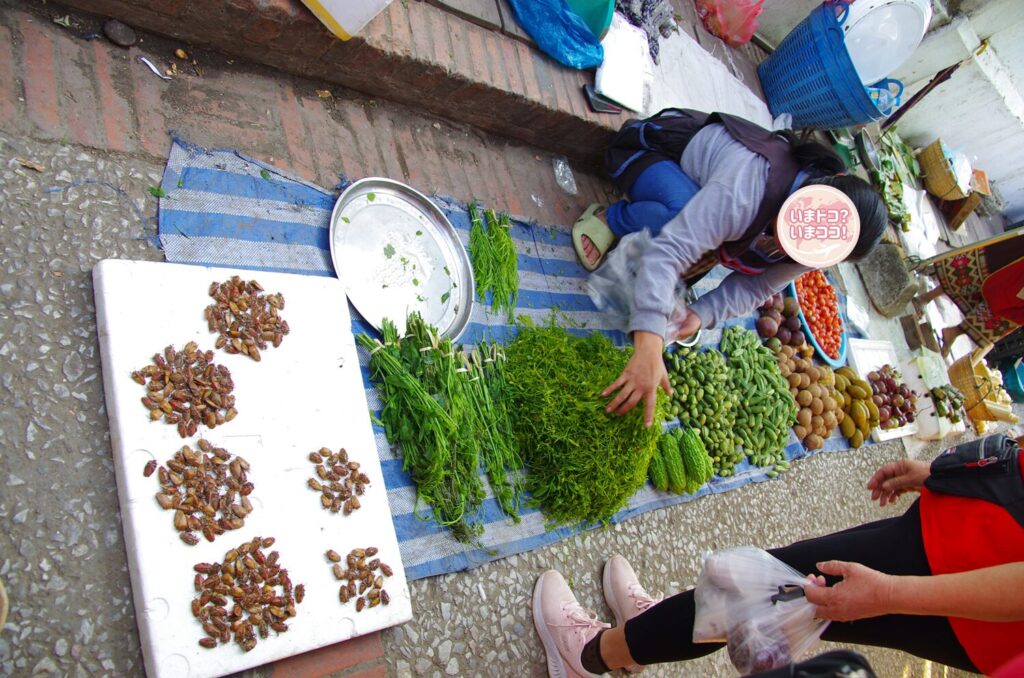 ルアンパバーンの朝市で、ハーブなどと一緒に生きた昆虫を売る屋台を撮った写真