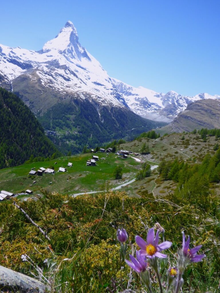 5月に訪れたツェルマットで、スネガからの下山道で、花をメインにマッターホルンを撮った写真