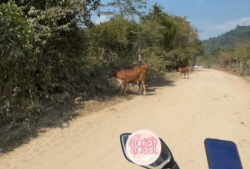 筆者がレンタルバイクでバンビエンのブルーラグーン4に向かう際に牛の横を撮っている様子を撮った写真