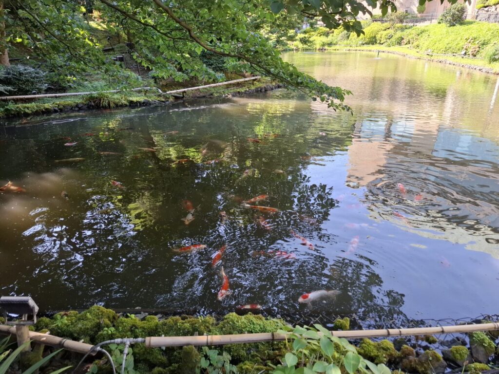 筆者が訪れた目白にある椿山荘で行けとそこで泳ぐ錦鯉を撮った写真