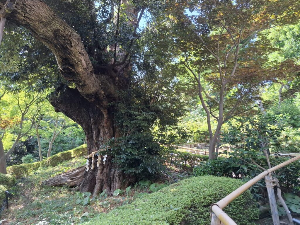 筆者が訪れた目白にある椿山荘で古い巨木である御神木の様子を撮った写真